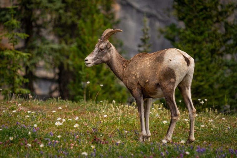 138 Canada, Jasper NP, dikhoornschaap.jpg